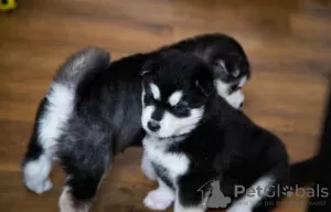 Photo №2 to announcement № 63482 for the sale of siberian husky - buy in United States breeder