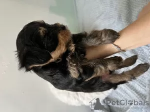 Photo №3. yorkshire terrier puppy. Israel