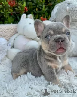 Photo №3. Beautiful French Bulldog puppies for sale. Germany