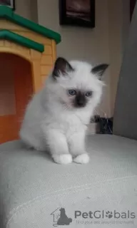 Photo №1. birman - for sale in the city of Mülheim | Is free | Announcement № 99041