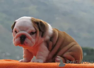 Photo №2 to announcement № 105988 for the sale of english bulldog - buy in Latvia private announcement