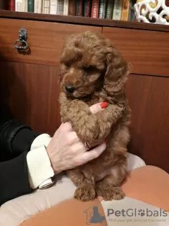 Additional photos: Toy poodle puppies boys and girls with pedigree