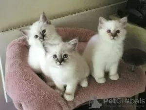 Photo №1. birman - for sale in the city of Антверпен | Is free | Announcement № 90168