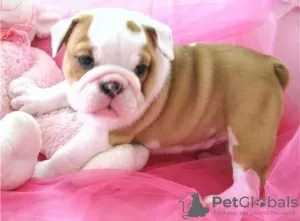 Photo №2 to announcement № 48090 for the sale of english bulldog - buy in Sweden breeder