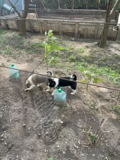 Additional photos: West Siberian Laika cross puppies