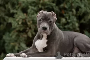 Photo №4. I will sell american bully in the city of Krasnodar. private announcement, breeder - price - negotiated