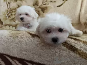 Photo №1. maltese dog - for sale in the city of Minsk | negotiated | Announcement № 41478