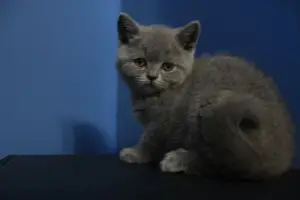 Photo №2 to announcement № 351 for the sale of british shorthair - buy in Poland private announcement, from the shelter, breeder