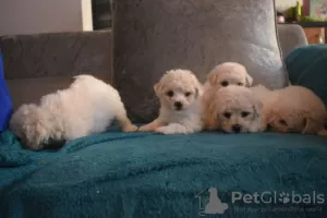 Additional photos: Kc Registered Bichon Frise Pups