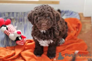 Photo №4. I will sell lagotto romagnolo in the city of Zagreb. breeder - price - 2000$