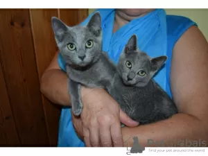 Photo №1. russian blue - for sale in the city of Helsinki | negotiated | Announcement № 79800