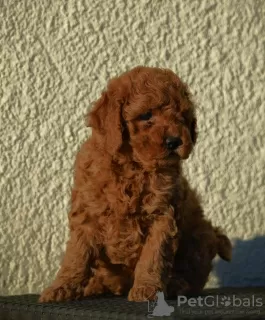 Photo №2 to announcement № 83971 for the sale of poodle (royal) - buy in Serbia breeder