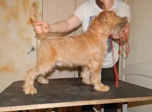 Photo №3. Irish Soft Coated Wheaten Terrier. Russian Federation