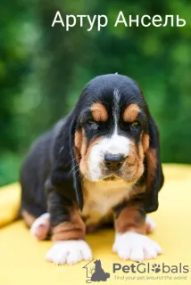 Photo №1. basset hound - for sale in the city of Kaliningrad | negotiated | Announcement № 7403