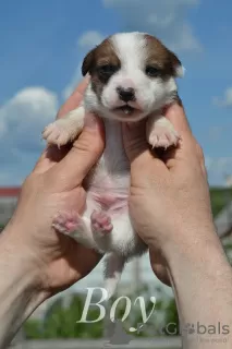 Photo №3. Puppies Jack Russell from the kennel. Belarus