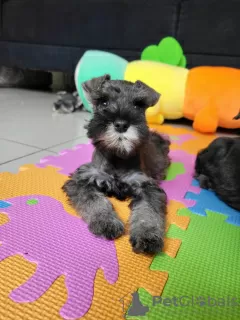 Additional photos: Miniature Schnauzer