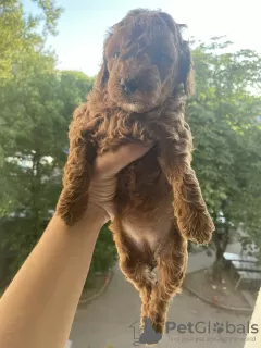 Photo №3. toy poodle puppies. Belarus