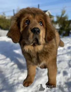 Photo №4. I will sell tibetan mastiff in the city of Minsk. from nursery - price - 951$