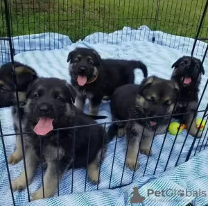 Photo №1. german shepherd - for sale in the city of Монасья-д'Оллен | 528$ | Announcement № 11631