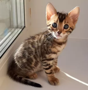 Additional photos: Bengal kittens