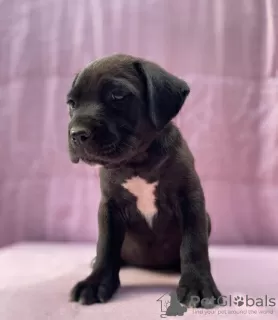 Photo №3. Cane Corso great bloodline champion puppies pedigree FCI. Poland