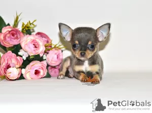 Photo №3. Real diamond. Miniature chihuahua girl.. Russian Federation