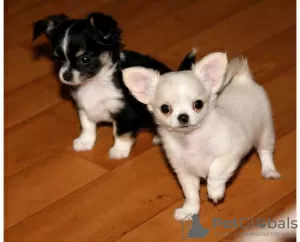 Photo №1. chihuahua - for sale in the city of Berlin | Is free | Announcement № 126308