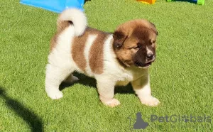 Photo №3. Nice and well trained looking friendly akita pups. Belgium