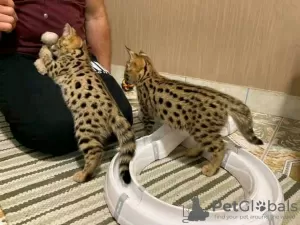 Photo №2 to announcement № 27981 for the sale of savannah cat - buy in Norway private announcement