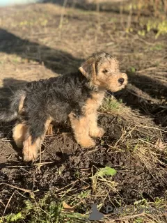 Additional photos: Lakeland terrier puppies