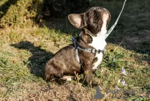 Photo №2 to announcement № 74130 for the sale of french bulldog - buy in Russian Federation breeder