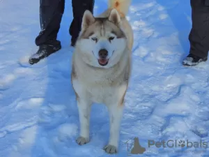 Additional photos: Husky Dymka is looking for a loving family with a male leader!