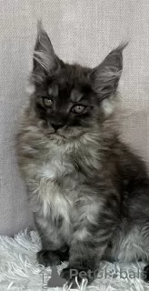 Photo №2 to announcement № 118442 for the sale of maine coon - buy in Poland breeder