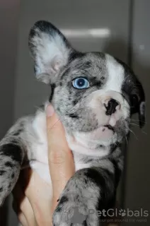 Additional photos: EXOTIC French Bulldog puppies