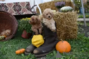 Additional photos: Miniature poodle