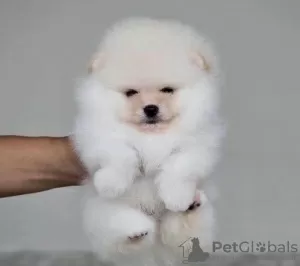 Photo №2 to announcement № 125749 for the sale of pomeranian - buy in Canada 