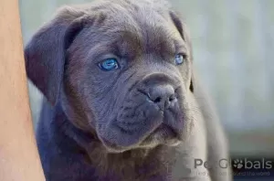 Additional photos: Cane Corso Puppies RECOMMENDATION