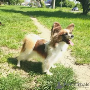 Photo №4. I will sell papillon dog in the city of Szczecin. breeder - price - 1057$