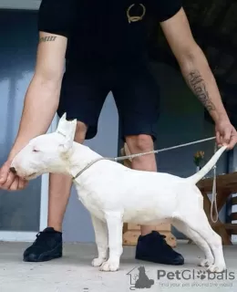 Additional photos: Standard bull terrier puppies