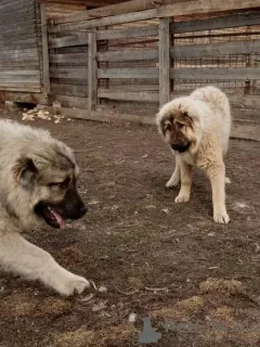 Additional photos: Caucasian Shepherd Puppies