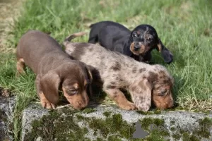 Photo №3. Dachshunds Puppies For Adoption. United States