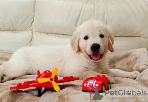 Photo №1. golden retriever - for sale in the city of Östersund | Is free | Announcement № 89555