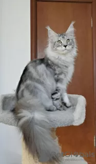 Photo №1. maine coon - for sale in the city of Ливерпуль | negotiated | Announcement № 112464