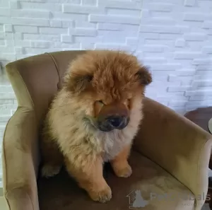 Photo №4. I will sell chow chow in the city of Aleksinac. private announcement - price - negotiated