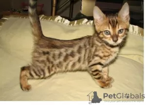 Photo №1. bengal cat - for sale in the city of Aubange | Is free | Announcement № 128910