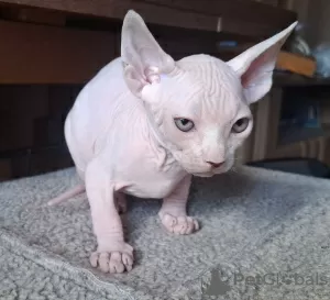 Additional photos: Three Sphynx boys are looking for a family.