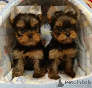 Additional photos: Beautiful male and female Toy poodle puppies,