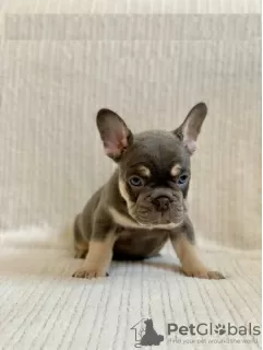 Photo №3. French bulldog Puppies for free adoption. United States