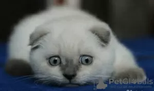 Photo №1. scottish fold - for sale in the city of Шатура | 340$ | Announcement № 10638