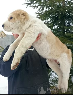 Photo №3. Puppies of SAO Alabai. Lithuania